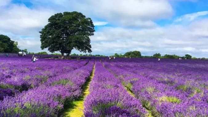 image showcasing event: WALK: Beautiful Kent, Darenth valley & Lavender fields !🌸🌿